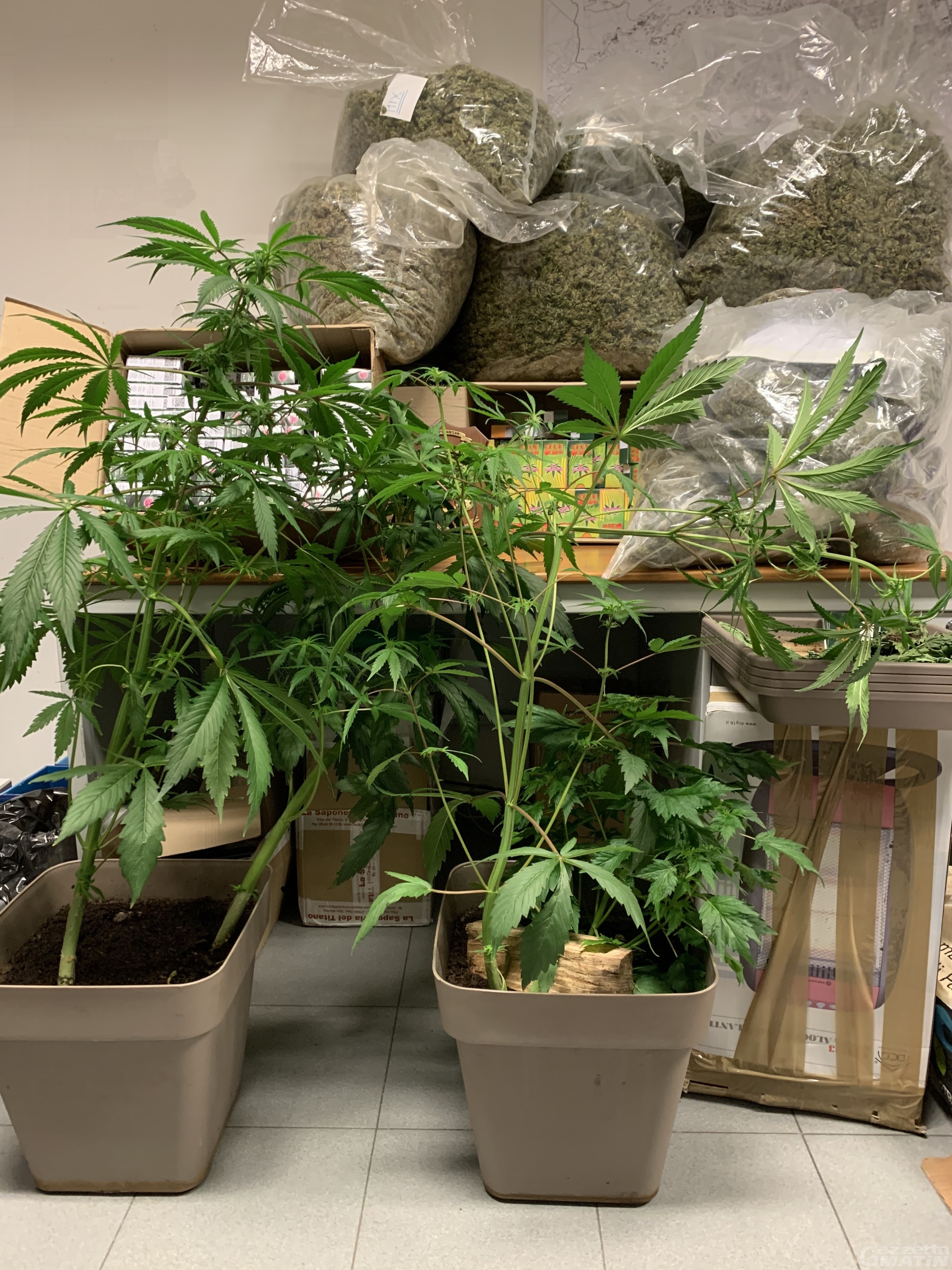 Aosta, coltivano marijuana in casa: 3 denunciati a piede libero Aosta, coltivano marijuana in casa: 3 denunciati a piede libero