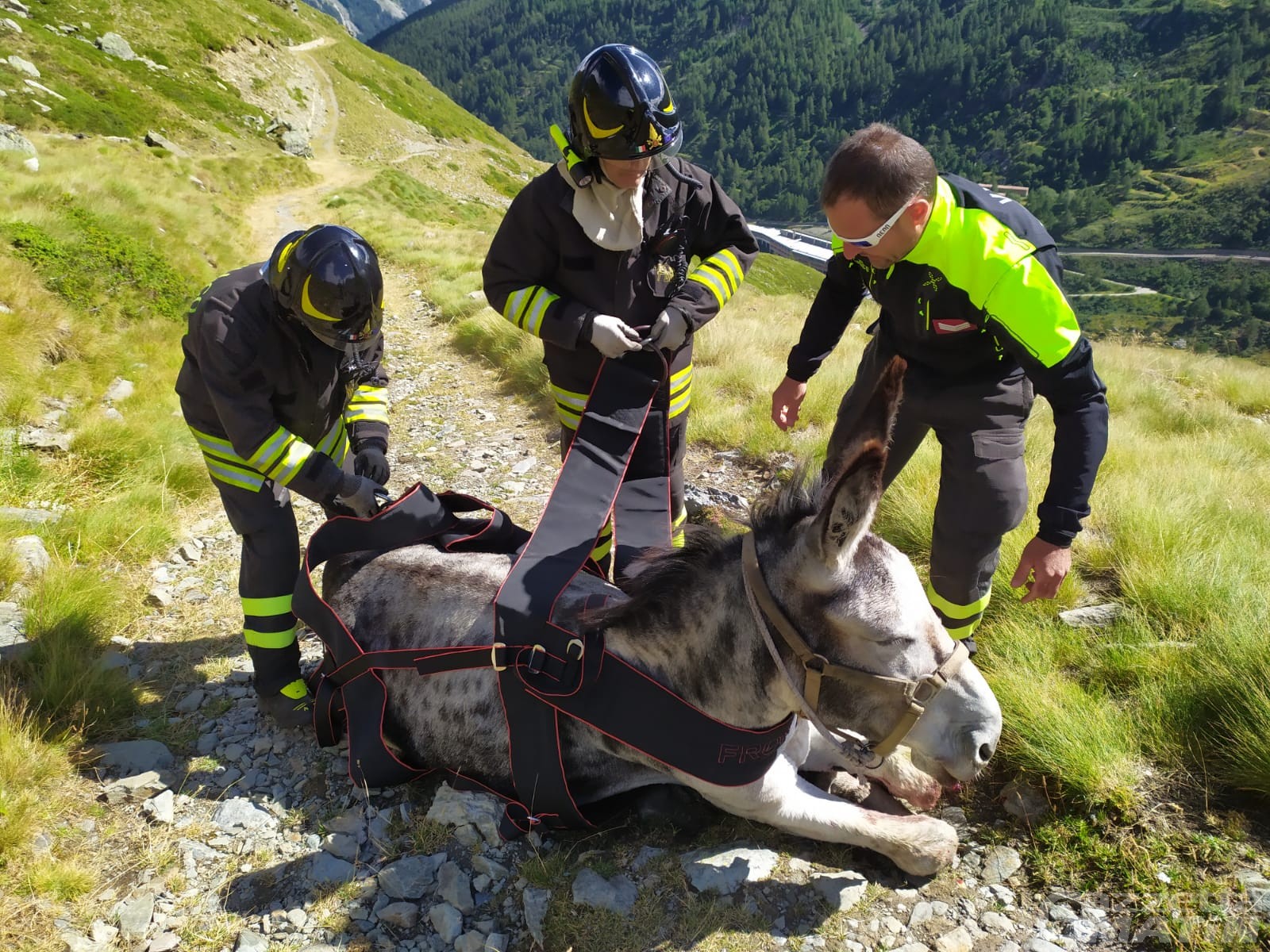 Saint-Rhémy-en-Bosses, tre asini precipitano nel torrente: interviene anche l’elicottero per salvarli Saint-Rhémy-en-Bosses, tre asini precipitano nel torrente: interviene anche l’elicottero per salvarli
