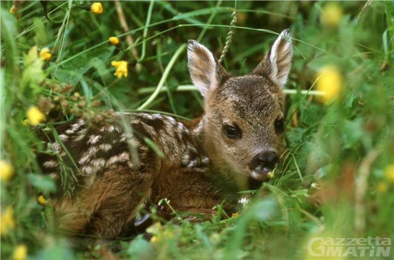 Fauna: tenevano un cucciolo di capriolo in casa, il Corpo forestale ne dispone il sequestro amministrativo Fauna: tenevano un cucciolo di capriolo in casa, il Corpo forestale ne dispone il sequestro amministrativo