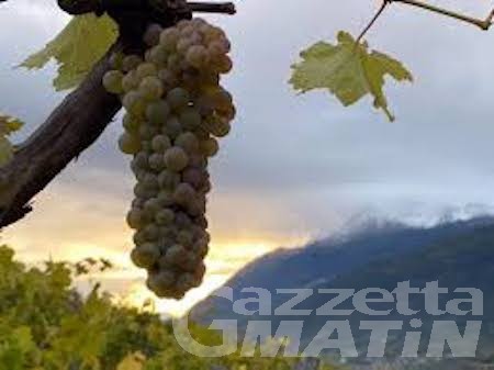 Vini: 6 “Tre Bicchieri” Gambero Rosso in 6 anni, Rosset Terroir azienda agricola da Champions Vini: 6 “Tre Bicchieri” Gambero Rosso in 6 anni, Rosset Terroir azienda agricola da Champions
