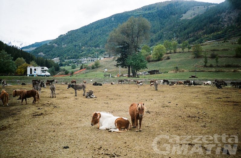 Asini e pony maltrattati a Etroubles: il pm ha chiesto la confisca degli animali Asini e pony maltrattati a Etroubles: il pm ha chiesto la confisca degli animali