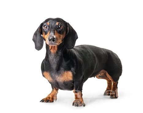 Morgex, automobilista salva un cane che vagava spaventato in autostrada Morgex, automobilista salva un cane che vagava spaventato in autostrada