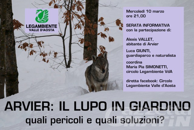 Arvier paese assediato dai lupi: confronto online per trovare soluzioni Arvier paese assediato dai lupi: confronto online per trovare soluzioni