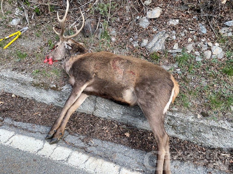 Bracconaggio: cervo ucciso per asfissia da laccio metallico, denunciato il colpevole Bracconaggio: cervo ucciso per asfissia da laccio metallico, denunciato il colpevole