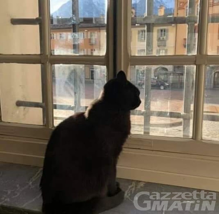 Gatto Libro: è morto nella notte la mascotte di Aosta Gatto Libro: è morto nella notte la mascotte di Aosta